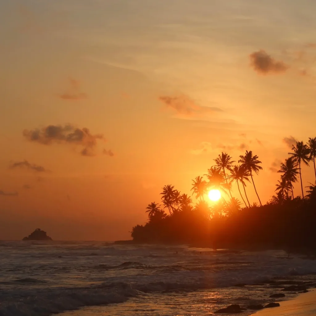 Palms silhouetted against an orange sky at golden hour