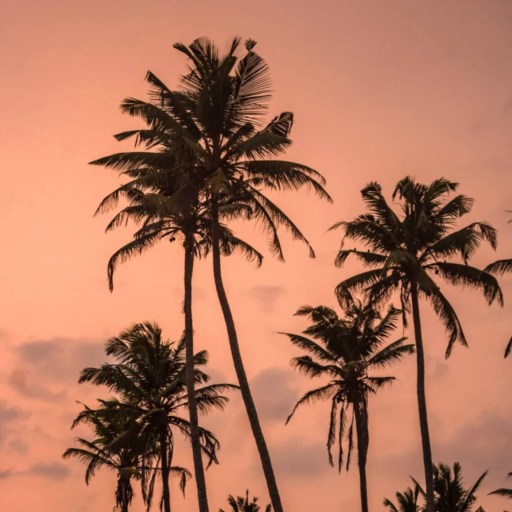 Coconut Tree Hill Mirissa at sunset, leaning palms against a pink sky, Sri Lanka